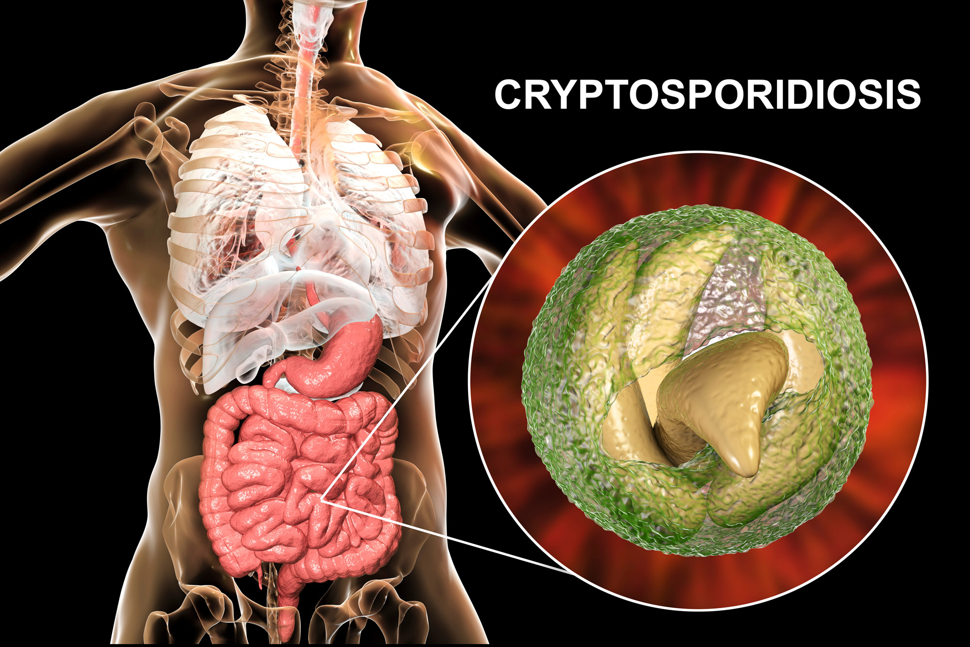 Cryptosporidium and Cryptography: Impact on Trust Explored